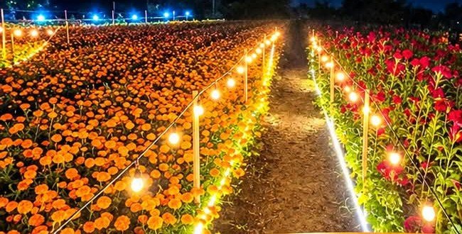 Campos Iluminados de Cempasúchil – Fitofolor