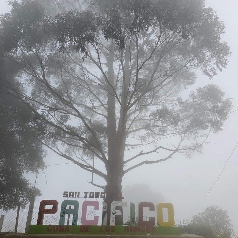 San José del Pacífico Forest and Adventure Tour: photo 5